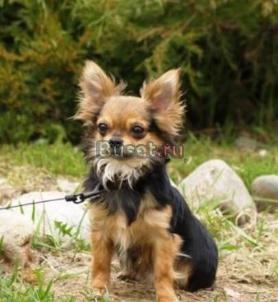 Кобель для вязок Рома Москва