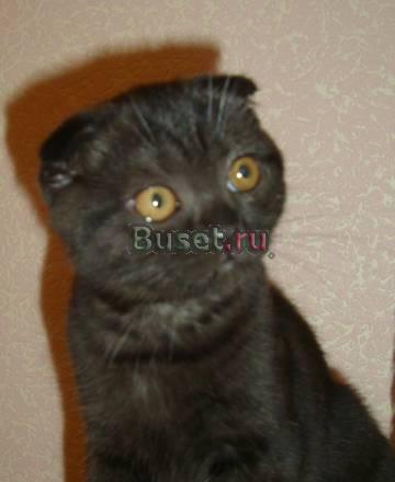 Шотландская вислоухая девочка Екатеринбург