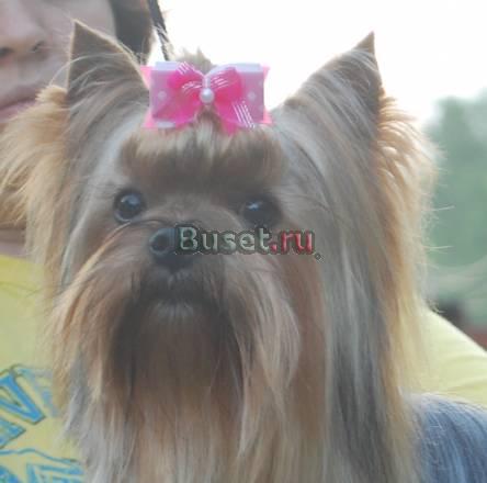 Клубные щенки мини и стандарт Москва