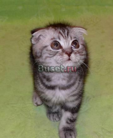 Черный мрамор на серебре - котик Москва