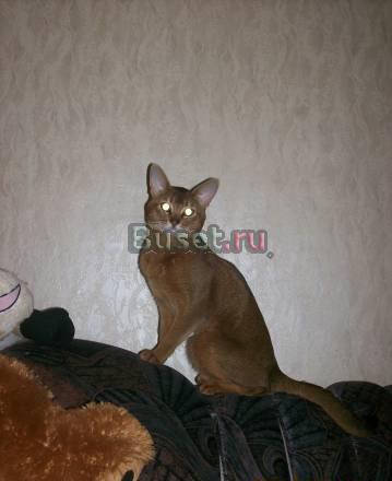 Абиссинский кот приглашает на вязку Москва