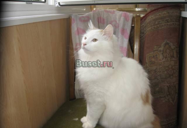 Отдадим (бесплатно в хорошие руки) котенка Санкт-Петербург