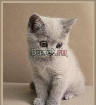 Выставка котят разных пород Москва