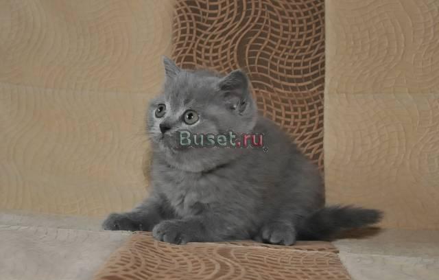 Шотландский страйт Челябинск