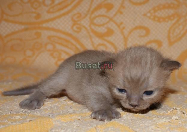 Котята бурмы Москва