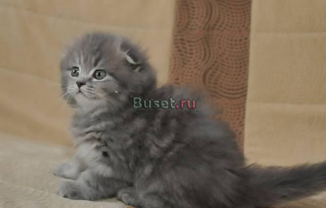 Шотландский халенд фолд Челябинск