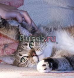 Настоящая полосатая кошка ищет хозяев Санкт-Петербург