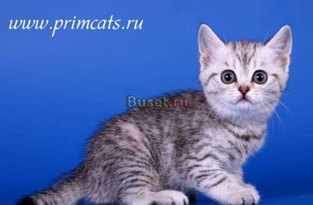 Очаровательные шотландские котята Москва