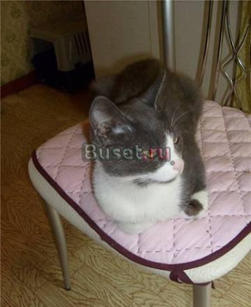 Котята, мальчики девочки в добрые ручки) Казань
