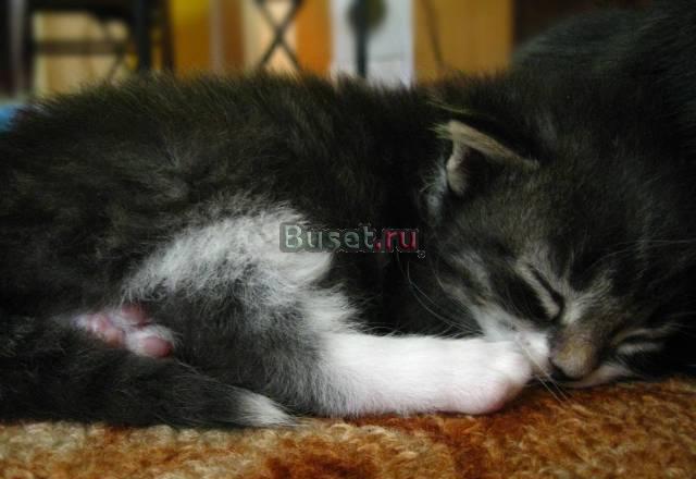 Очаровательные котята ищут добрых хозяев Санкт-Петербург