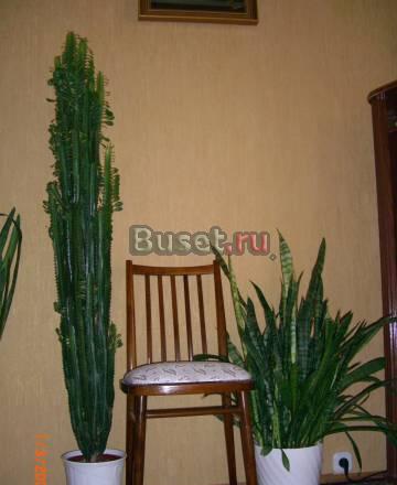 Молочай трехгранный (Euphorbia trigona) 170 см Москва