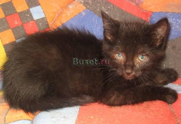 Очаровательные котята ищут домой Москва