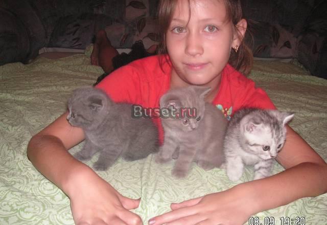Шотландские котята Самара