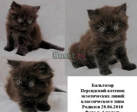Продаю чёрного персидского котёнка Москва