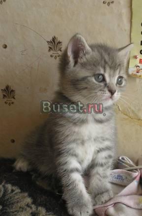 Продаются плюшевые котята Москва