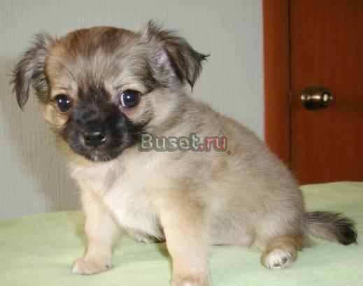 Щенок чихуахуа. Мальчик. Окрас палевый Москва