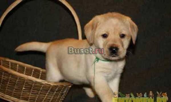 Куплю щенка пароды лабрадор Москва