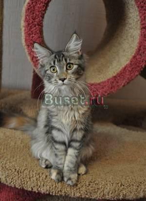 Котенок мейн кун.Самые крупные домашние кошки Краснодар