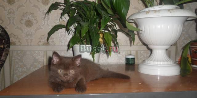 Британские котята Егорьевск