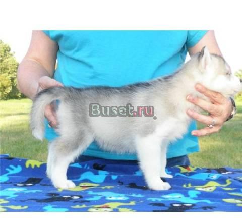 Для активных людей щенки северной ездовой Красноярск