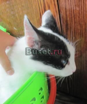 Молодая стерелизованная кошечка ищет дом Нижний Новгород