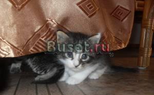Котята 2 мес. ищут любящих хозяев Нижний Новгород