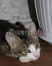 Котик-полосатик ищет дом Нижний Новгород