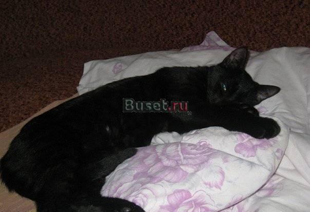 Очаровательный черный котик ждет хозяев Санкт-Петербург