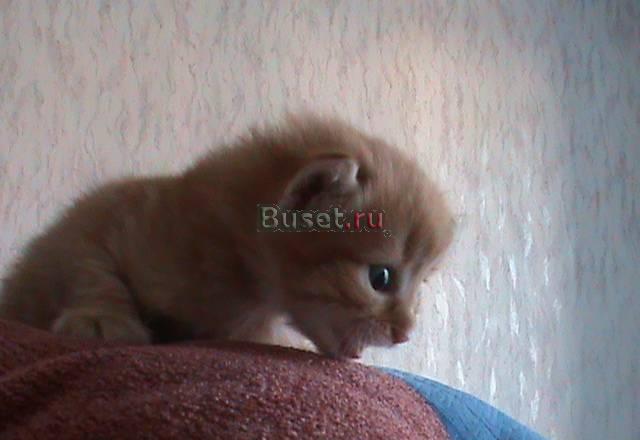 Отдам в добрые руки Санкт-Петербург
