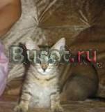 Котенок - полосатик ищет дом Нижний Новгород