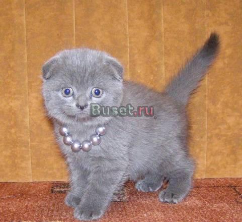 Голубой вислоухий мальчик Москва