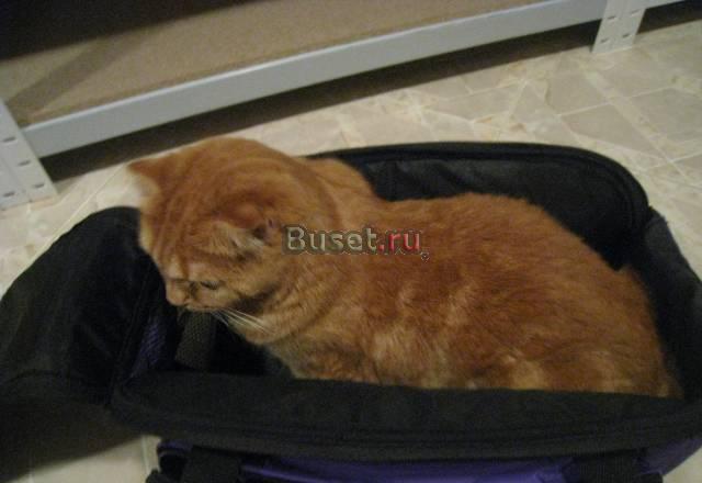 Вещи для кошки Москва