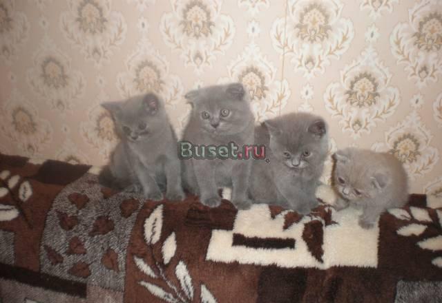 Продаются британские котята Санкт-Петербург