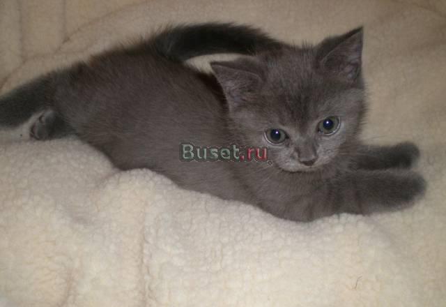 Британские котята Москва