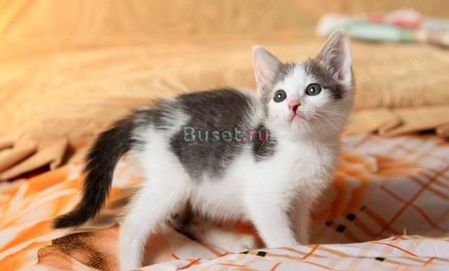 Котёнок мальчик, в добрые руки) Москва