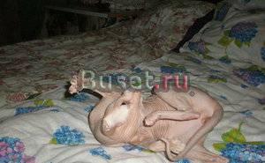 Котик Донского (вязка) Москва
