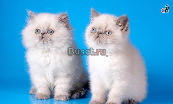 Элитные гималайские котята от интерчемпиона Санкт-Петербург