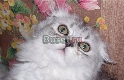 Британские и шотландские вислоухие   котята Москва