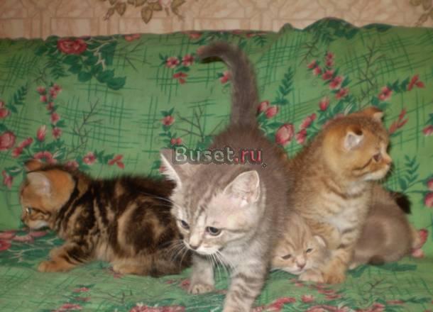 Шикарные британские котята Санкт-Петербург