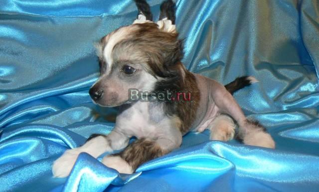 Щенки голой китайской хохлатой собаки Владивосток