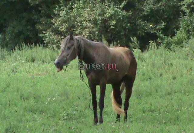 Ищу жереба для кобылы Большой Камень
