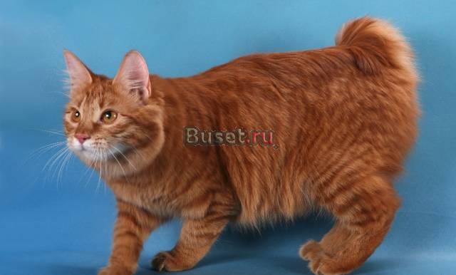 Курильские бобтейлы из профессионального питомника Москва