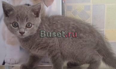 Британский голубой котенок Москва