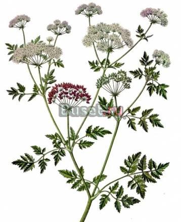 Болиголов (настойка) - лечение и профилактика рака Бердск