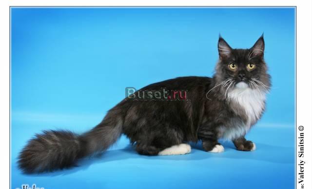Котята редкой породы манчкин-кошка такса Екатеринбург