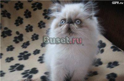 ГИМАЛАЙСКИЕ КОТЯТА (КОЛОР-ПОЙНТ) и др окрасы Москва