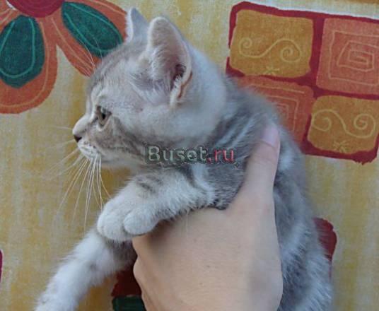 Британский лиловый мраморный котик Москва