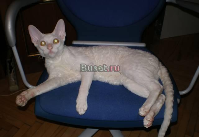Котята корниш-рекс Санкт-Петербург