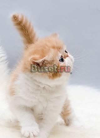 Персидские и экзотические к/ш котята Санкт-Петербург