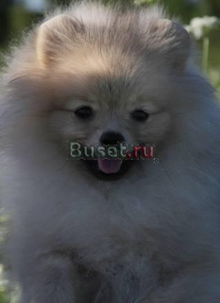 Шпиц померанский щенок Москва